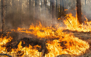 Forest fire - Recession