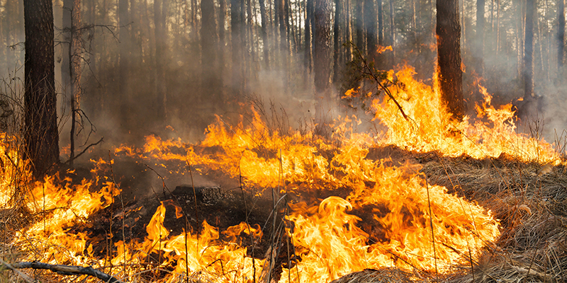 Forest fire - Recession